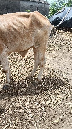 બળદ વેચવાના છે 1ધર ના