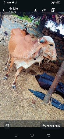હોડકીવેસવાનીસેગાભણીસે