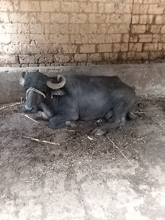 ભેશ વેચવાની છે