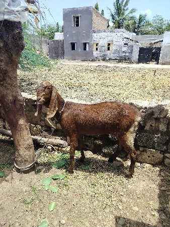 તોતાપુરી બકરી વેચવાની છે