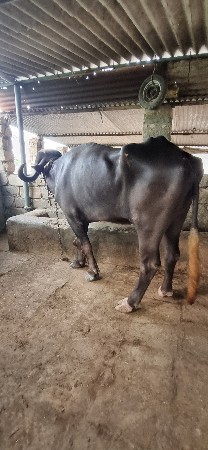 ભેંસ વેચવાની છે