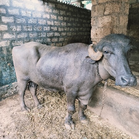 ભેંશ વેચવાની છે
