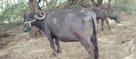 vechavani chhe