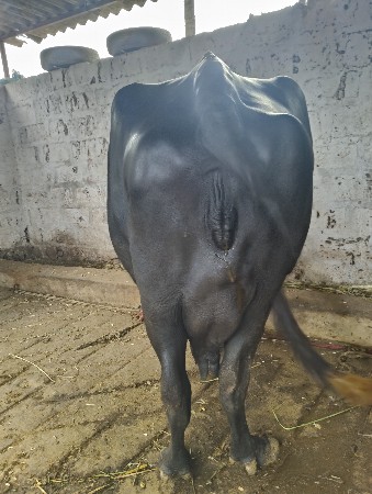 ભેંસ વેચવાની છે