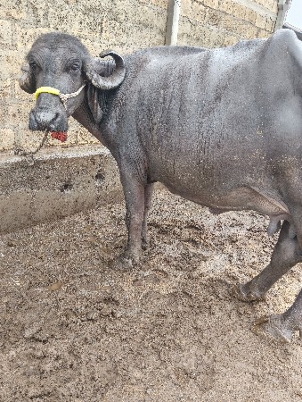 ભેસ