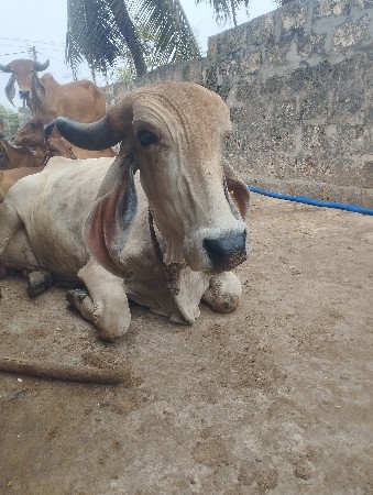 સાચવે તેને દેવાની છે