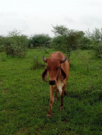 ગાય દેવાનીસે