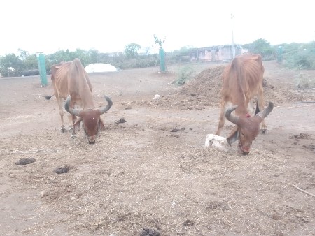 બડધ વેચવાના છે પંચ ધરનાછે