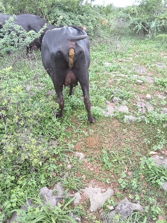 આ ખડેલીવેચવાની છે