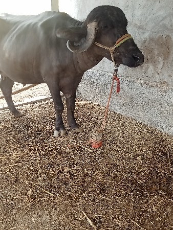 ખડેલી વેચવાની છે