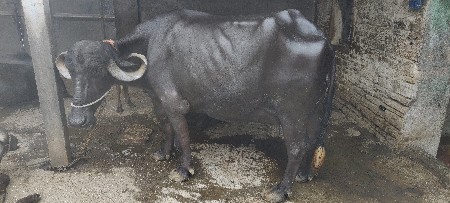 ભેંસ વેચવાની છે.