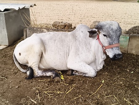 હોડકુ વેસવાનુ છે