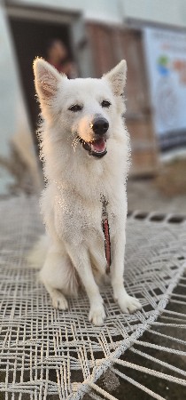 Pomeranian mel