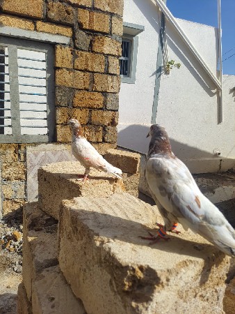કબૂતર ના સાટા પાડવાના છે