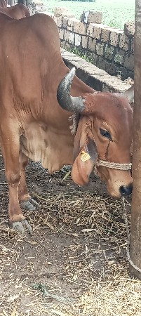 વોળખી વેચવાની છે