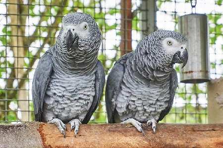 African grey confirm pair