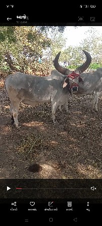 બળદ વેચવાના છે