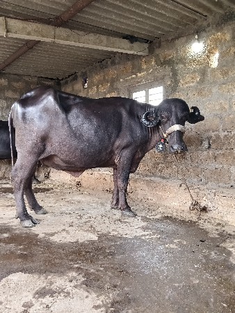 ભેંસ વેચવાની છે 
જાફરાબાદી ખડેલી