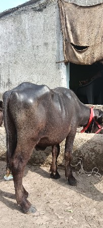 પાડો વેચવાનો છે અઢી વર્ષનો છે