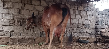 ગાય વેસવાની સે