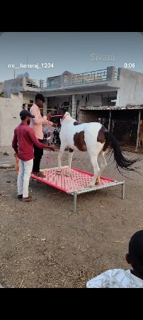 ધોડી વેસવાની છે અને સાટા કરવાના