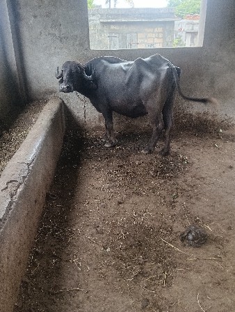 પેલું વેતર