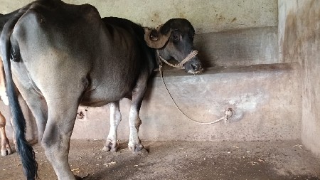 ભેંસ વેચવાની છે