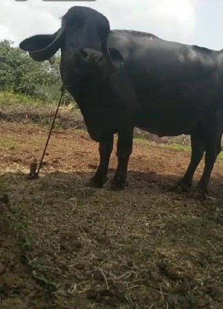 આ ભેંસ