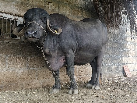 ભેંસો વેચવાની છે.