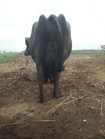 ભેંસ વેચવાની છે