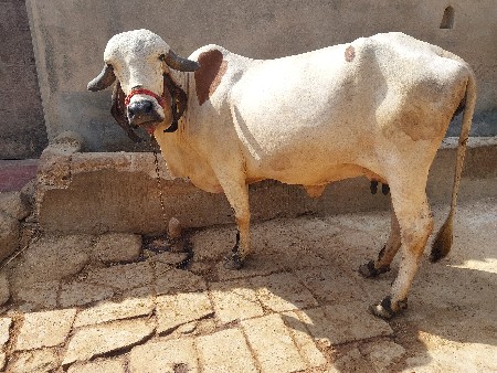 ગીર લીલડી ગાય