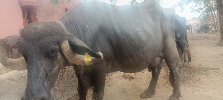 ભેંસ વેચવાની છે