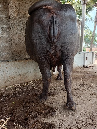 ભેંસ વેચવાની છે