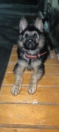 German shephard dog