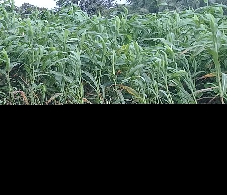 જુવાર નો ચારો વેચવા નો છે