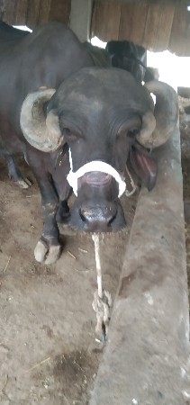 ભેસ વેચવાની છે