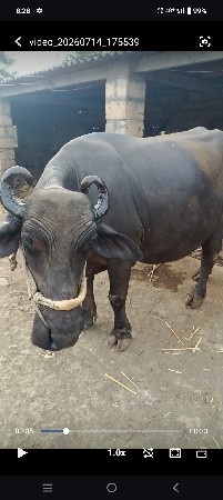 bhes vechvani che