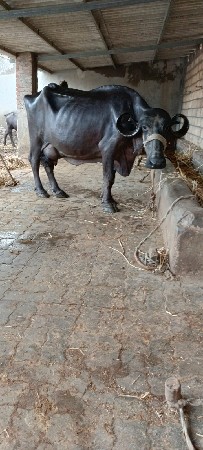 ભેસ