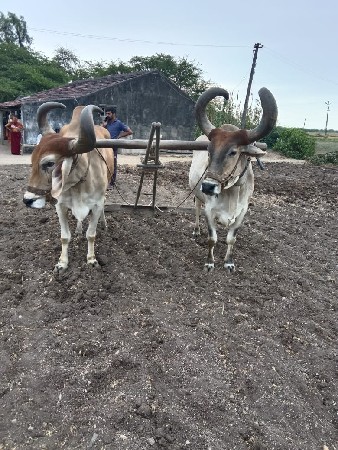 બળદ વેસવાનાછે છે