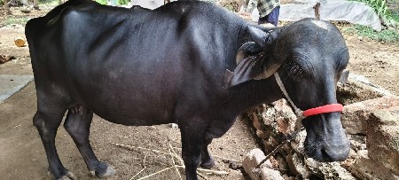 વેચવાની છે