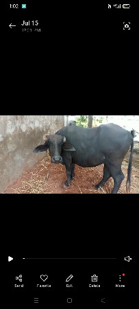 bhes vechavani se