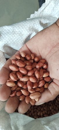 માંડવી નુ બિયારણ વેચવાનું છે