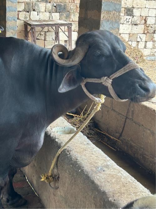 🐃 ભેંસ વેસવા ની સે