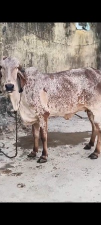 આઠ મહિના ગાભણી ઓડકી વેચવાની છે