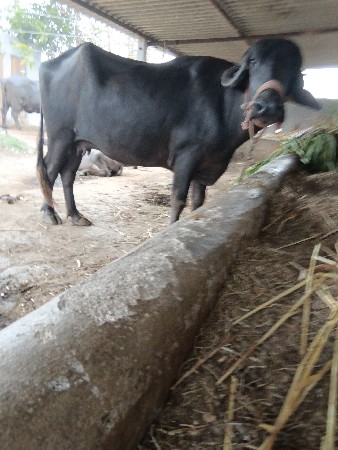 બીજું વેટર 25 દિવસની વાર