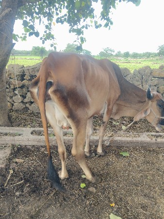 હોડકિ