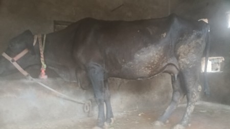 ગાયવેસવીસે