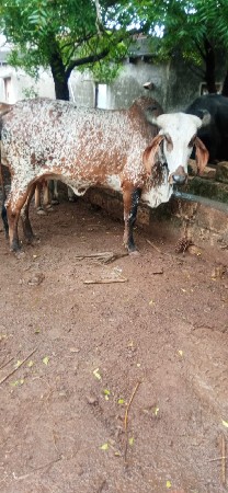 ગાય વેચવાની છે.