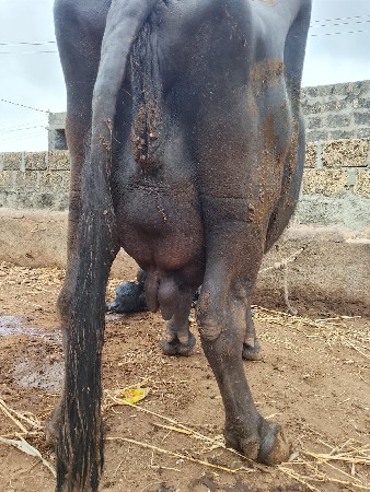 ભેસ