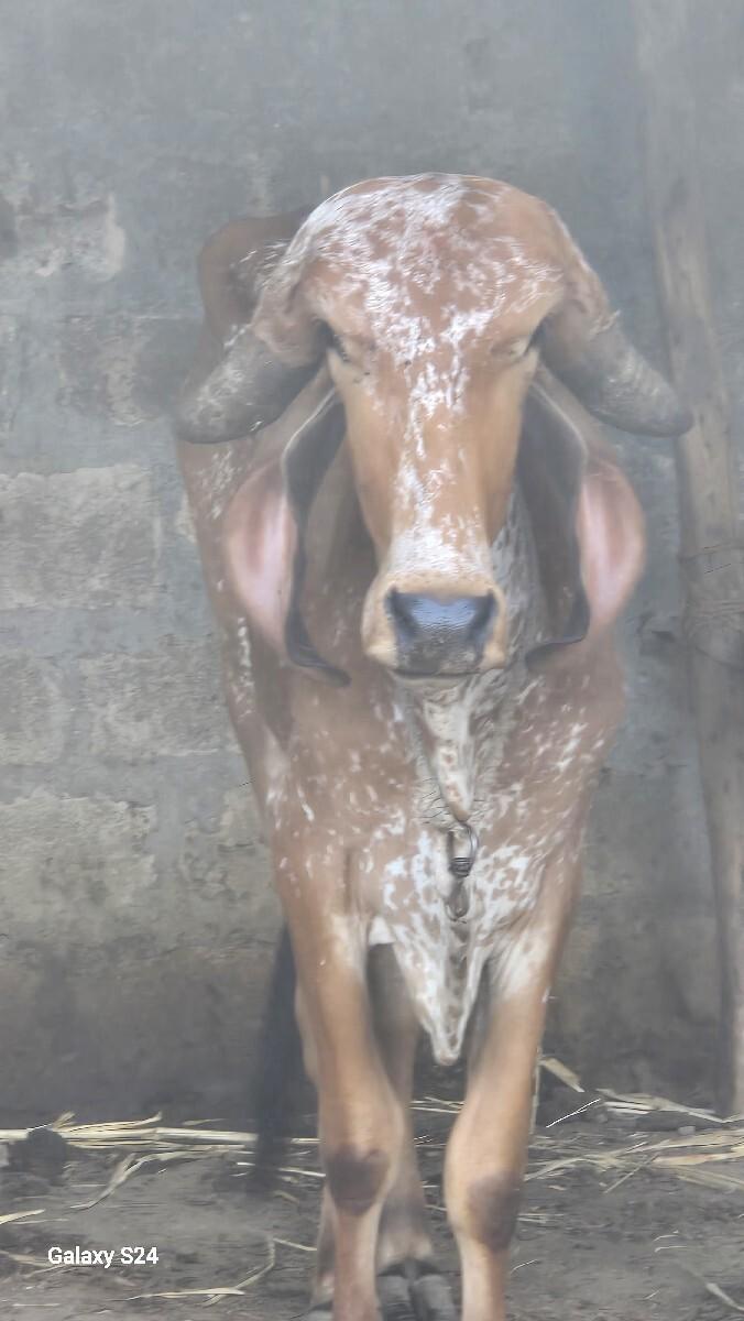 વાછડી